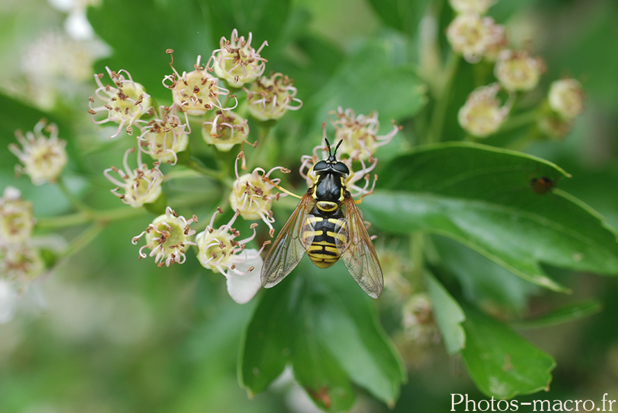 Chrysotoxum verralli